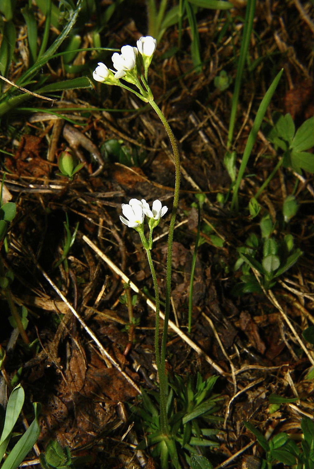 Androsace adfinis  subsp. brigantiaca / Androsace cozia